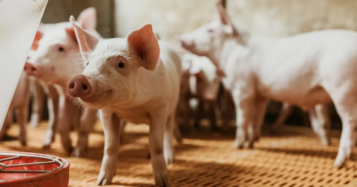 Egészséges állatok millióit ölik meg a hibás szabályok: szól az államtitkár